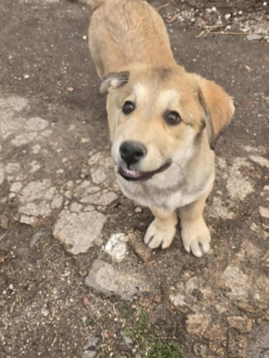 Hier ist der kleine Timmy.