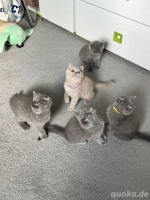 reinrassiger bkh deckkater   Deckung   Paarung Bild 7