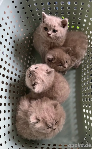 reinrassiger bkh deckkater   Deckung   Paarung Bild 8