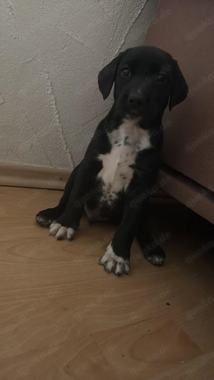 Zuckersüß Dalmador Welpen suchen liebevolles Zuhause 