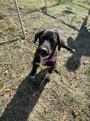 Mathilda sucht ein Körbchen  Bild 2