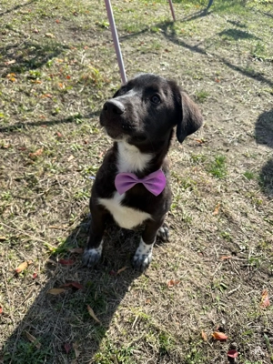 Mathilda sucht ein Körbchen 