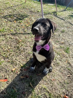 Mathilda sucht ein Körbchen  Bild 3