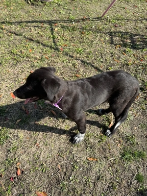 Mathilda sucht ein Körbchen  Bild 5