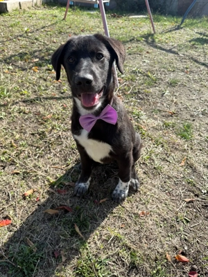 Mathilda sucht ein Körbchen  Bild 4