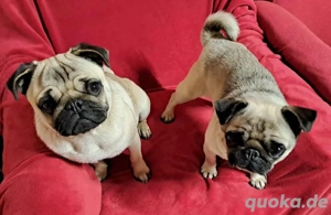 Ich verkaufe Zwei Freunde Mops-Minihündin Meggy und Mops - Rüden Julio.