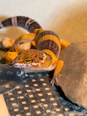 Leopardgecko Komplettpaket