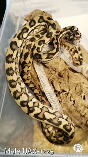 Morelia spilota Männchen 100% het axanthisch, 50% double het Granit, Albino (IJAX-1225)