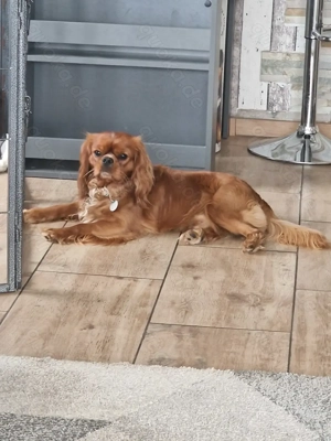 Cavaler King Charles Spaniel 