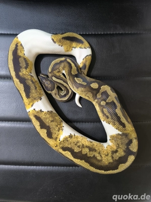1.0 Yellow Belly Piebald Königspython 