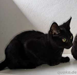 Devon Rex Mix Kätzchen abzugeben 