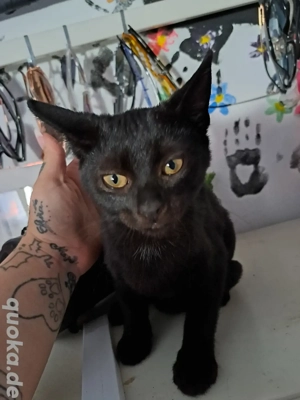 Devon Rex Mix Kätzchen abzugeben  Bild 2