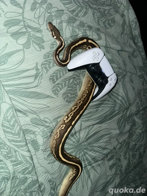 Königspython 1.0 Black Pastel Mojave 2023