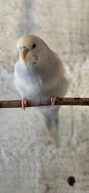 Nestjunge Wellensittiche 