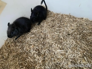 Degus Schwarz weibchen 