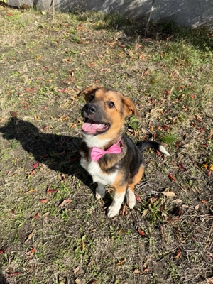 Dominica sucht ein Zuhause 