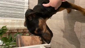 Parson Russer Terrier, Rüde in liebevolle Hände zu vergeben.