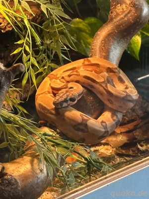 Boa Constrictor Imperator 0.1