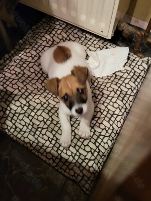 Jack Russell baby 