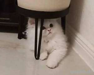 Perser und Chinchilla mix kater