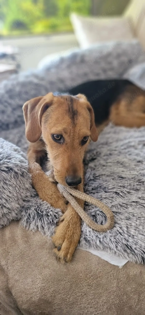 Cindy ein toller Familienhund