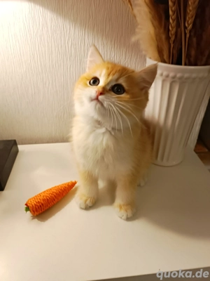 Britisch Kurzhaar Kitten Kater Black Golden Shaded BKH