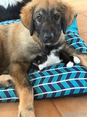 Mia ein grossherziger Welpe