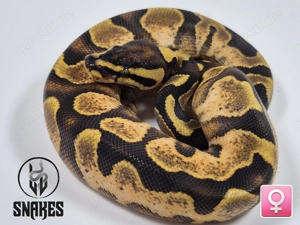 !!ANGEBOT!! 0.1 Calico Enchi Orange Dream Yellow Belly NZ25 - Königspython Python regius