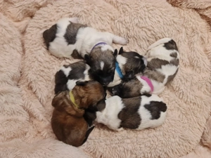 Wunderschöne Bolonka Zwetna Welpen