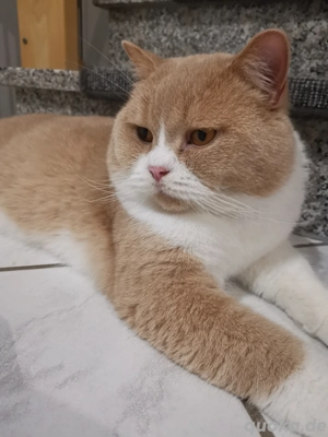 Mickey große internationale Champion Britisch Kurzhaar Kastrierte Kater BKH