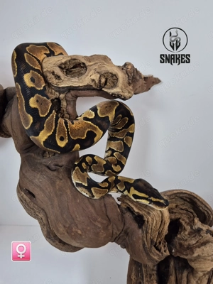  0.1 Calico Orange Dream Yellow Belly NZ25 - Königspython Python regius Bild 3