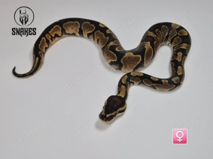  0.1 Calico Orange Dream Yellow Belly NZ25 - Königspython Python regius Bild 2