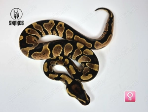  0.1 Calico Orange Dream Yellow Belly NZ25 - Königspython Python regius Bild 4