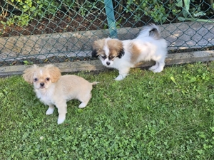 Ein kleiner Junge sucht noch sein für immer Zuhause Bild 7