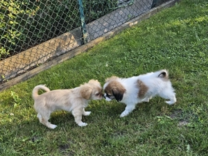 Ein kleiner Junge sucht noch sein für immer Zuhause Bild 3