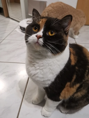 Aika Britisch Kurzhaar Katze mit Stammbaum kastriert BKH