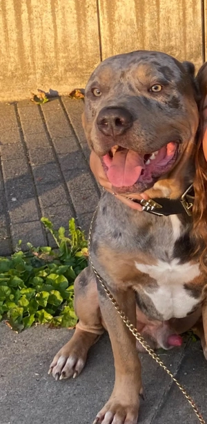 Skittles sucht ein neues zu Hause  Bild 4