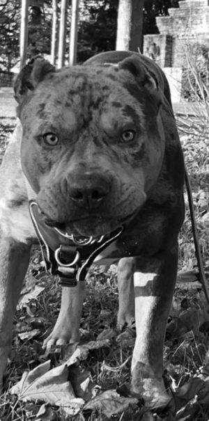 Skittles sucht ein neues zu Hause  Bild 3