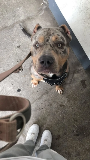 Skittles sucht ein neues zu Hause  Bild 2