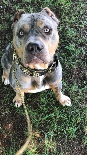 Skittles sucht ein neues zu Hause 