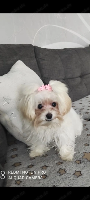 Malteser Yorker Welpe 