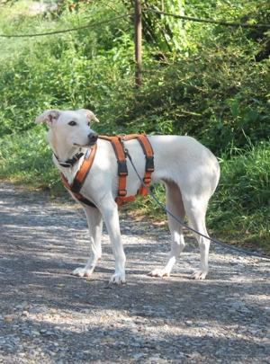 Patty, geb. Mai 2024, kastriert