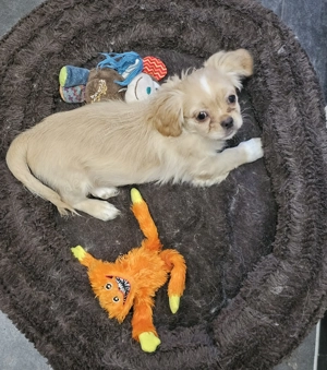 Ein kleiner Junge sucht noch sein für immer Zuhause Bild 4