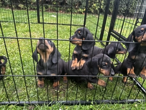 Kurzhaar Dackel Welpen Schwarz-Rot