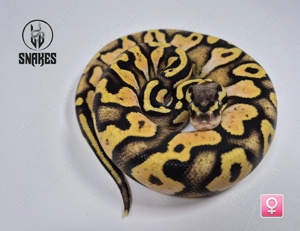 0.1 Calico Enchi Orange Dream Pastel Yellow Belly NZ25 - Königspython Python regius