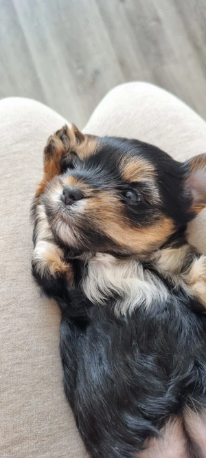 Süßer Yorkshire Terrier Welpe, gesund, verspielt, ab Mitte November abzugeben
