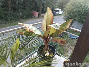 schöne Bananenpflanze