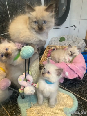 Reinrassige Ragdoll Kitten mit Stammbaum  Abgabe ab Dezember