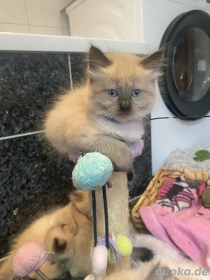 Reinrassige Ragdoll Kitten mit Stammbaum  Abgabe ab Dezember