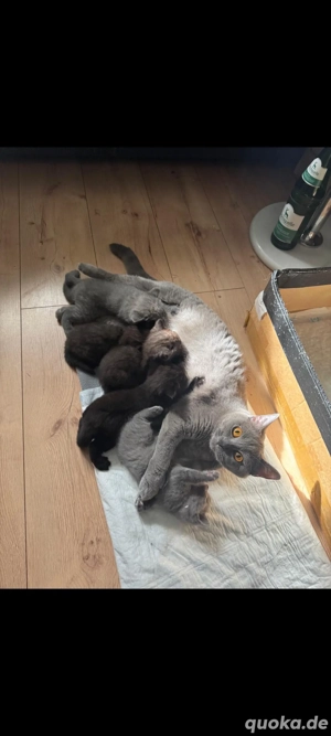 Britisch Kurzhaar Kitten